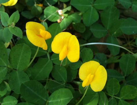 Plant of the Month for March 2017 – Perennial Peanut - West Hawaii Today