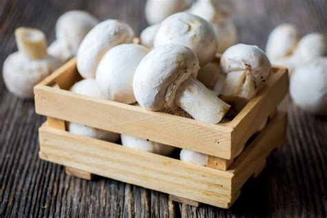 Fresh White Button Mushrooms Stock Image - Image of mushrooms, fresh: 68227307