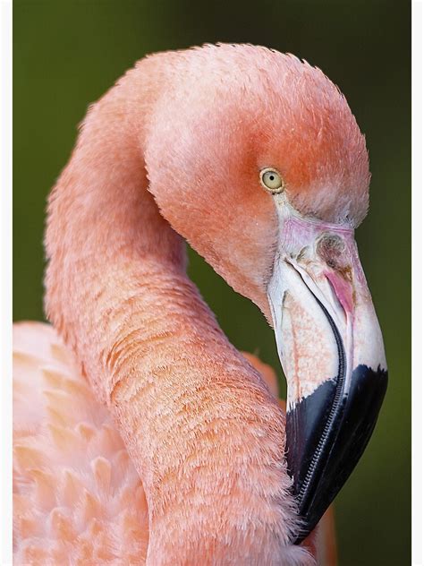 "Chilean Flamingo close-up portrait" Poster for Sale by Cushtex | Redbubble