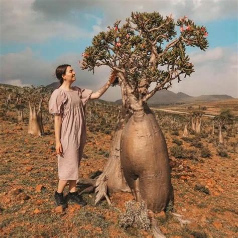 Aneh Penuh Misteri, Ini Alasan Kenapa Socotra Dijuluki Pulau Dajjal : Okezone Travel