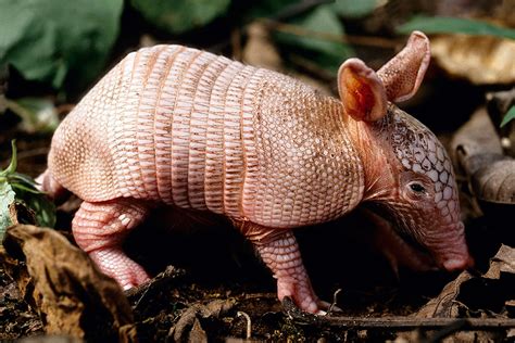 Baby Nine-Banded Armadillo