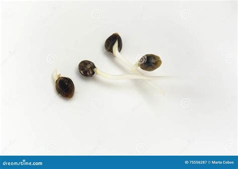 Hemp Seeds Germinating Under Water Stock Image - Image of illegal ...