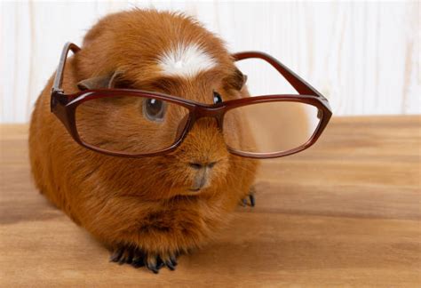 4,600+ Funny Guinea Pig Stock Photos, Pictures & Royalty-Free Images ...