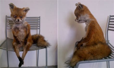 Meet Stoned Fox: The badly stuffed creature reborn as a Russian internet celebrity | Daily Mail ...