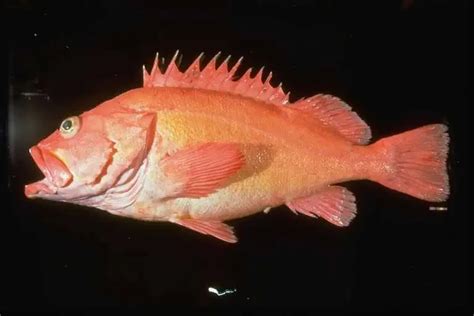 Yelloweye rockfish - Facts, Diet, Habitat & Pictures on Animalia.bio