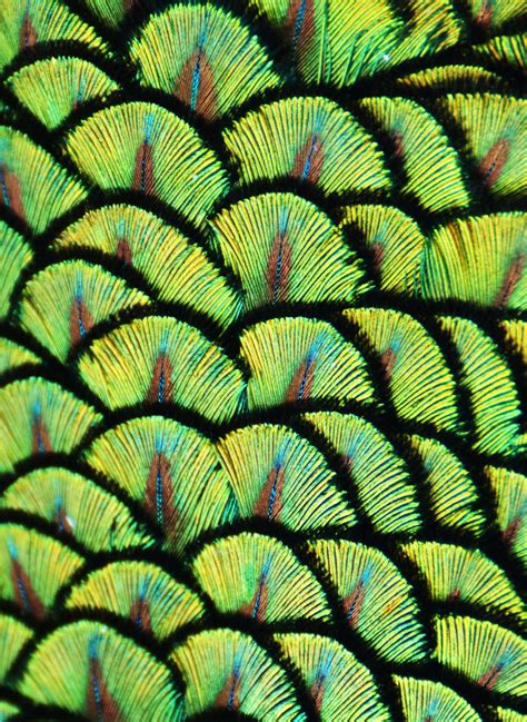 Zoom of the green feathers on the upper back of a peacock. | Patterns in nature, Pattern in ...