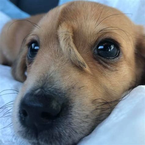 Narwhal: Puppy with extra tail on his head rescued - BBC News