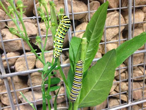 Eastern Black Swallowtail Butterflies Everywhere: Here’s How to Raise Them at Home – Texas ...