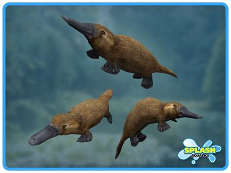 platypus swimming images | PLATYPUS - SWIMMING contents | Platypus, Duck billed platypus, Duck bill