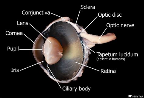 Cow eye - internal anatomy | Cow eyes, Medical anatomy, Medical memes