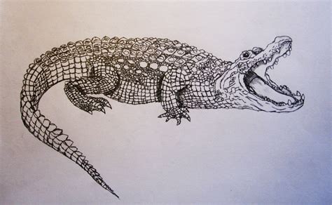 Alligator Sketch by gonzagator on DeviantArt