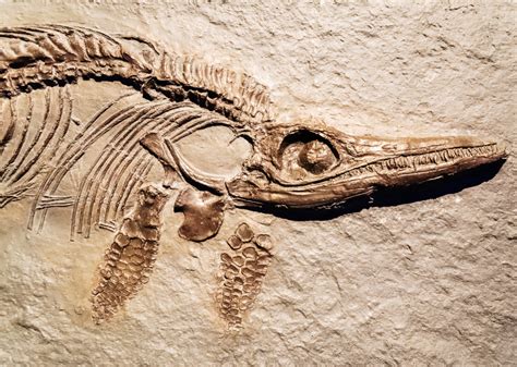 See How Many Dinosaur Fossils Are in Nebraska | Stacker