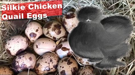 Broody Silkie Chicken sitting on Quail Eggs | Silkie chickens, Quail ...