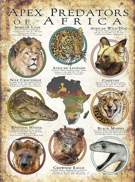 Apex Predators of Africa Poster Print