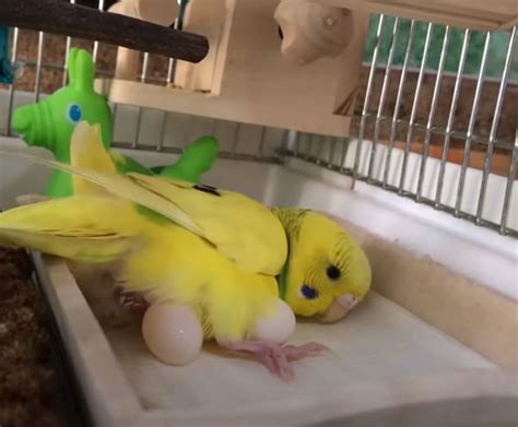 Pregnant Dead Budgie: Is There Anything You Can Do?