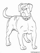 English Bulldog Coloring Pages At GetColoringscom  Free Printable sketch template