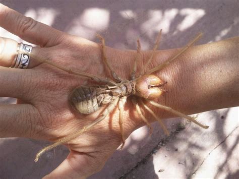 Soldiers Are Terrified By A Camel Spider Loose In Their Bunk.