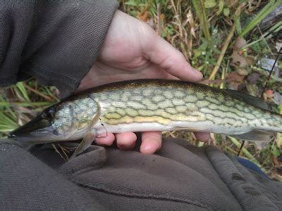 The Freshwater Fishing Blog of New England: Chain Pickerel