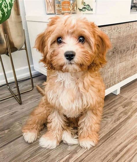 Maltipoo – Artofit