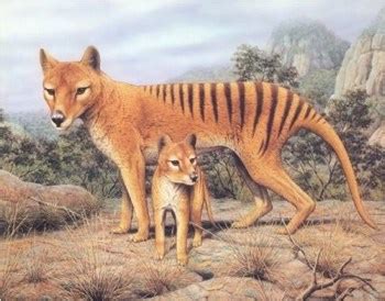 Habitat - Thylacine