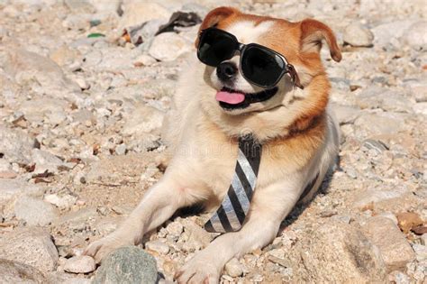 Funny puppy in sunglasses stock photo. Image of background - 21483072