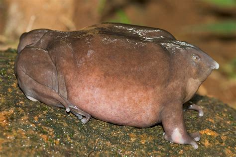 Consider: the Indian Purple Frog