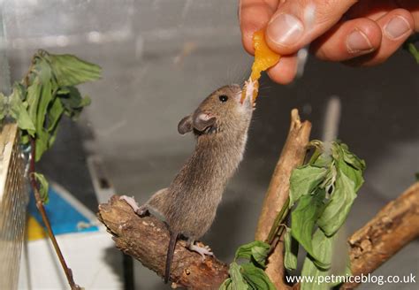 Keeping A Wild Mouse As A Pet - PetsWall