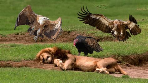 Vultures hunting Lion _ vultures who specializes in clearing animal carcasses in Africa - YouTube