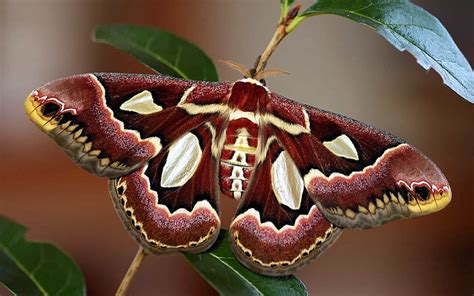 HD wallpaper: cecropia moth, butterfly, wings, colorful, bright, insect, butterfly - Insect ...