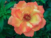 Free picture: flower, red rose, garden, nature, petal, plant, pink