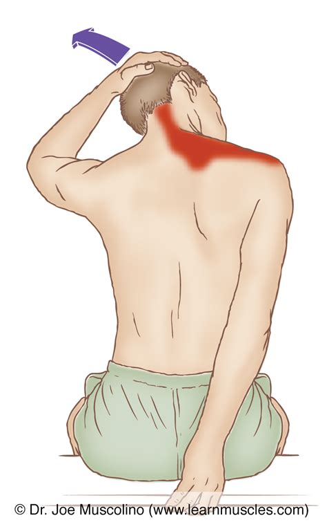 Upper Trapezius - Stretching - Learn Muscles