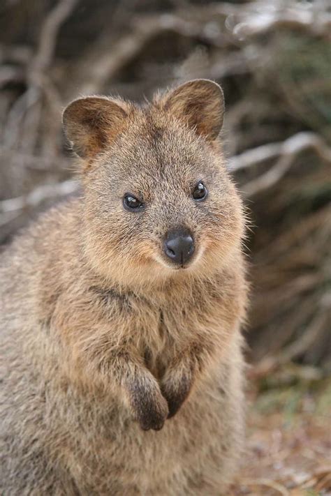 The Quokka is a native Australian animal found only on Rottnest Island ...