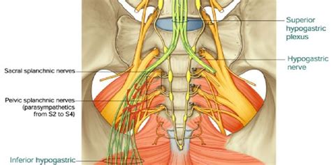 The hypogastric plexus is a collection of nerves that is located in ...