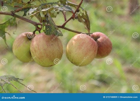 Tasty and Ripe Ziziphus Mauritiana Fruit on Tree in Farm Stock Image - Image of heap, money ...