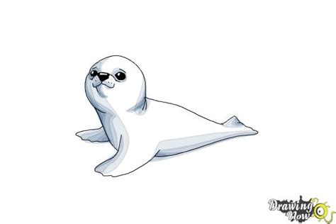 How to Draw a Baby Seal - DrawingNow