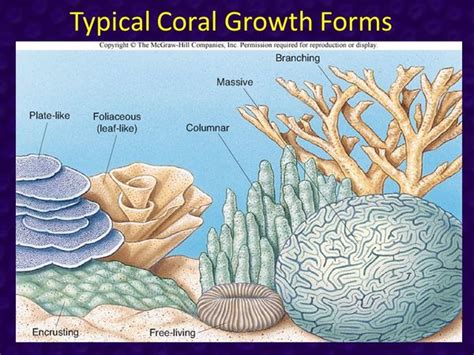 Typical-Coral-Growth-Forms.jpg — Are.na