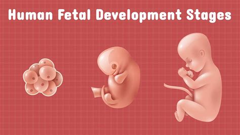 Human fetal development stages | Biology - YouTube