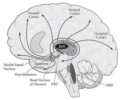 Deric's MindBlog: Neural correlates of consciousness