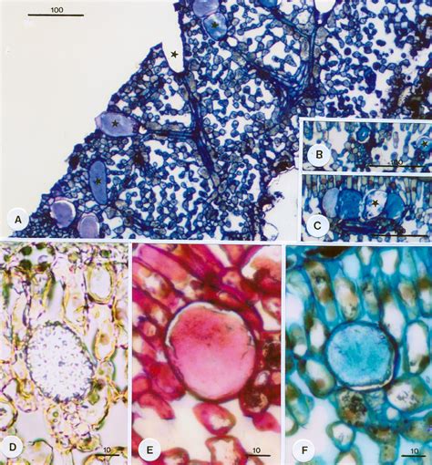 Figure 2 from Idioblastic mucilage cells in Teucrium polium leaf. Anatomy and histochemistry ...