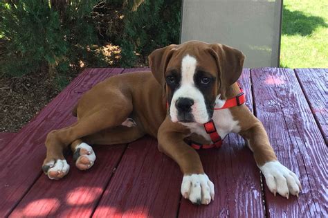 Harvest View Boxers-European Red Fawn - Boxer Puppies For Sale - Born on 02/26/2019