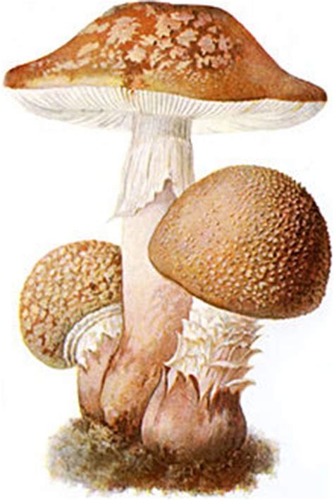 Amanita rubescens: Systematics, Etymology, Habitat, Description ...