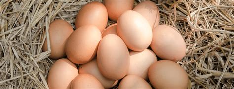 Delaware Chicken Eggs: Guide and FAQ - Farmpertise