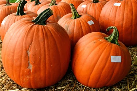 Free picture: big, pumpkin, vegetable, autumn, agriculture, autumn, food