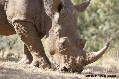 White Rhino | Species | Save the Rhino International