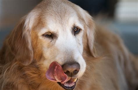 What Causes Burning Tingling Lips In Dogs | Lipstutorial.org