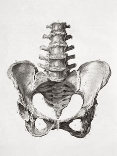 Las mejores 8 ideas de Andrea Vesalio | arte de anatomía humana, dibujo anatomia humana, dibujo ...