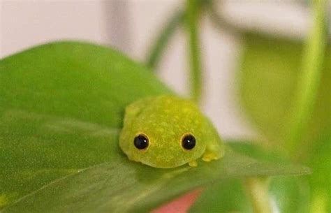 ପ੭j♡celyn੭ଓ on Twitter | Cute reptiles, Cute frogs, Frog