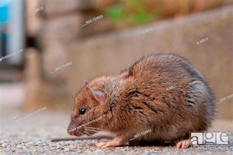 house rat, Stock Photo, Picture And Rights Managed Image. Pic. RDC ...