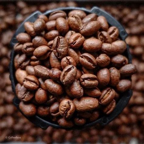 Roasted Coffee Bean - Arabica Roasted Coffee Bean AAA Wholesale Trader ...