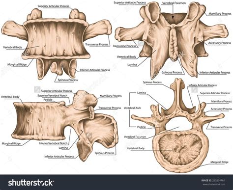 Anatomy for artists, Vertebrae, Image